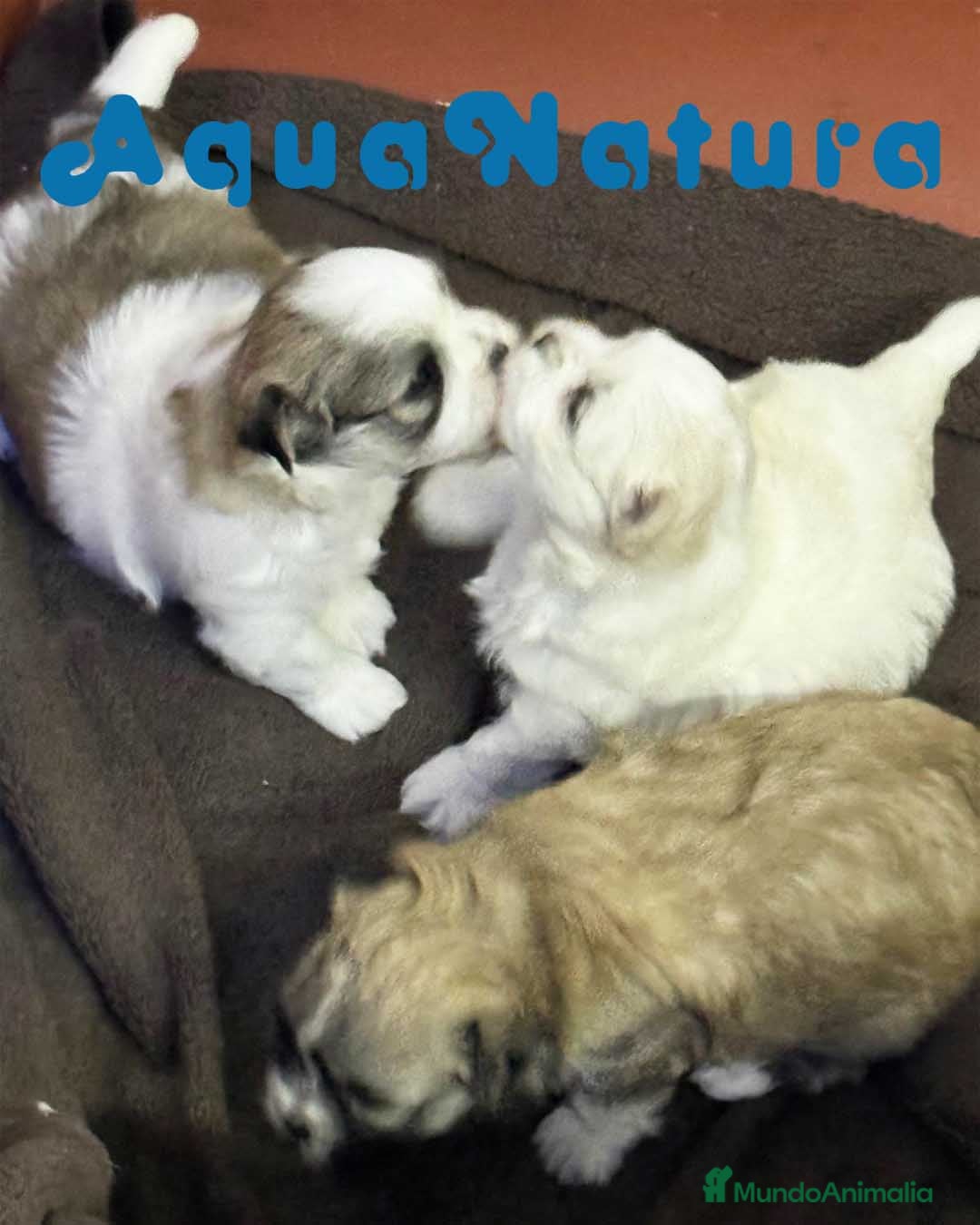 Bichón Habanero perros Camada Bichon Habanero de Leo y Nis - AQUANATURA en Barcelona - Anuncio 24