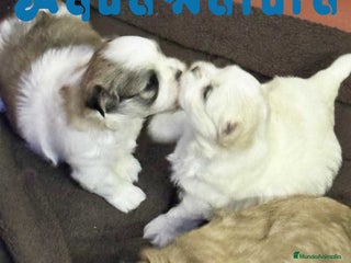 Bichón Habanero perros en Barcelona - Anuncio 1