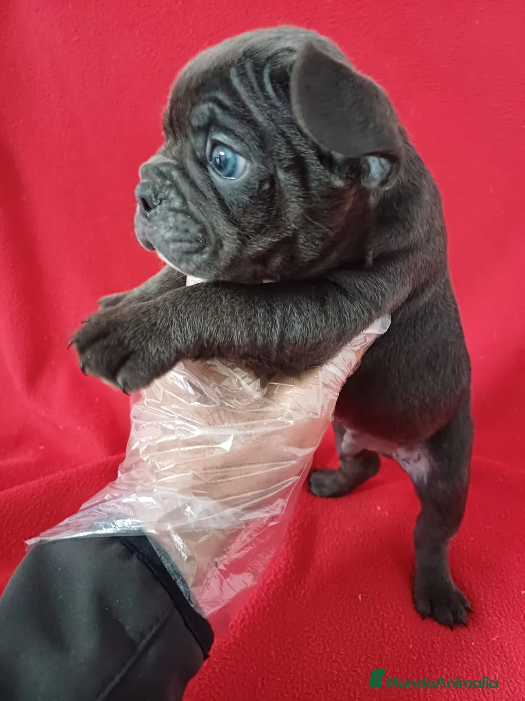 Bulldog Francés perros en venta: Bulldog Francés Blue  - Anuncio 2