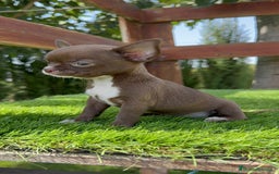 Chihuahua perros en venta: CHIHUAHUA HEMBRA - Imagen 12