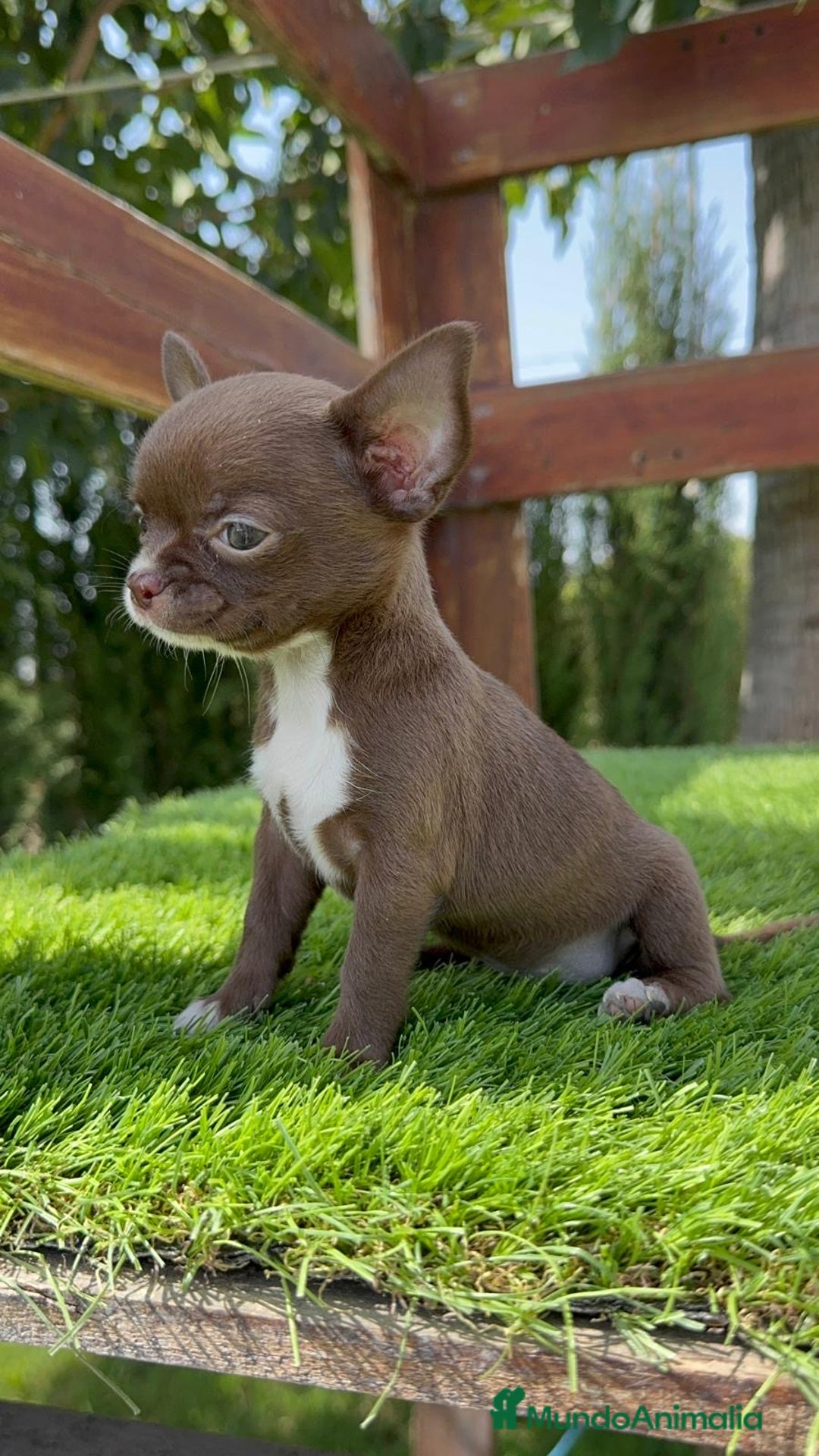 Chihuahua perros en venta: CHIHUAHUA HEMBRA - Imagen 12