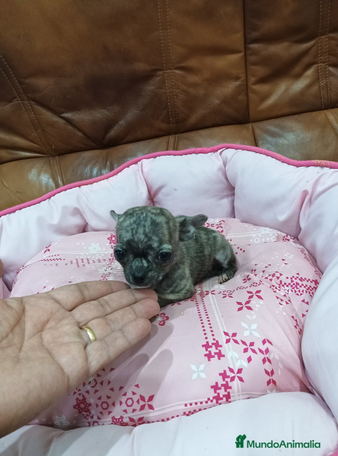 Chihuahua perros en venta: Chihuahua toy - Anuncio 4