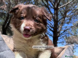 Border Collie perros BORDER COLLIE CHOCOLATE CRIA PROFESIONAL - Anuncio 22
