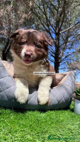 Border Collie perros BORDER COLLIE CHOCOLATE CRIA PROFESIONAL - Anuncio 6