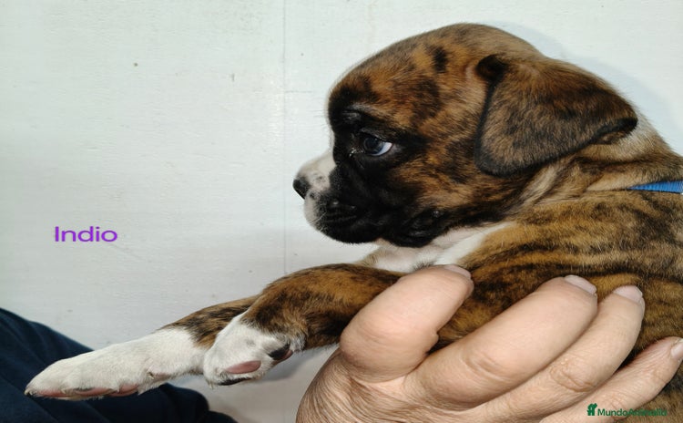 Boxer perros Bóxer del Pimpanón Camada "i" - Anuncio 1