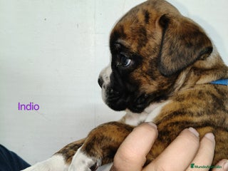 Boxer perros Bóxer del Pimpanón Camada "i" - Anuncio 1
