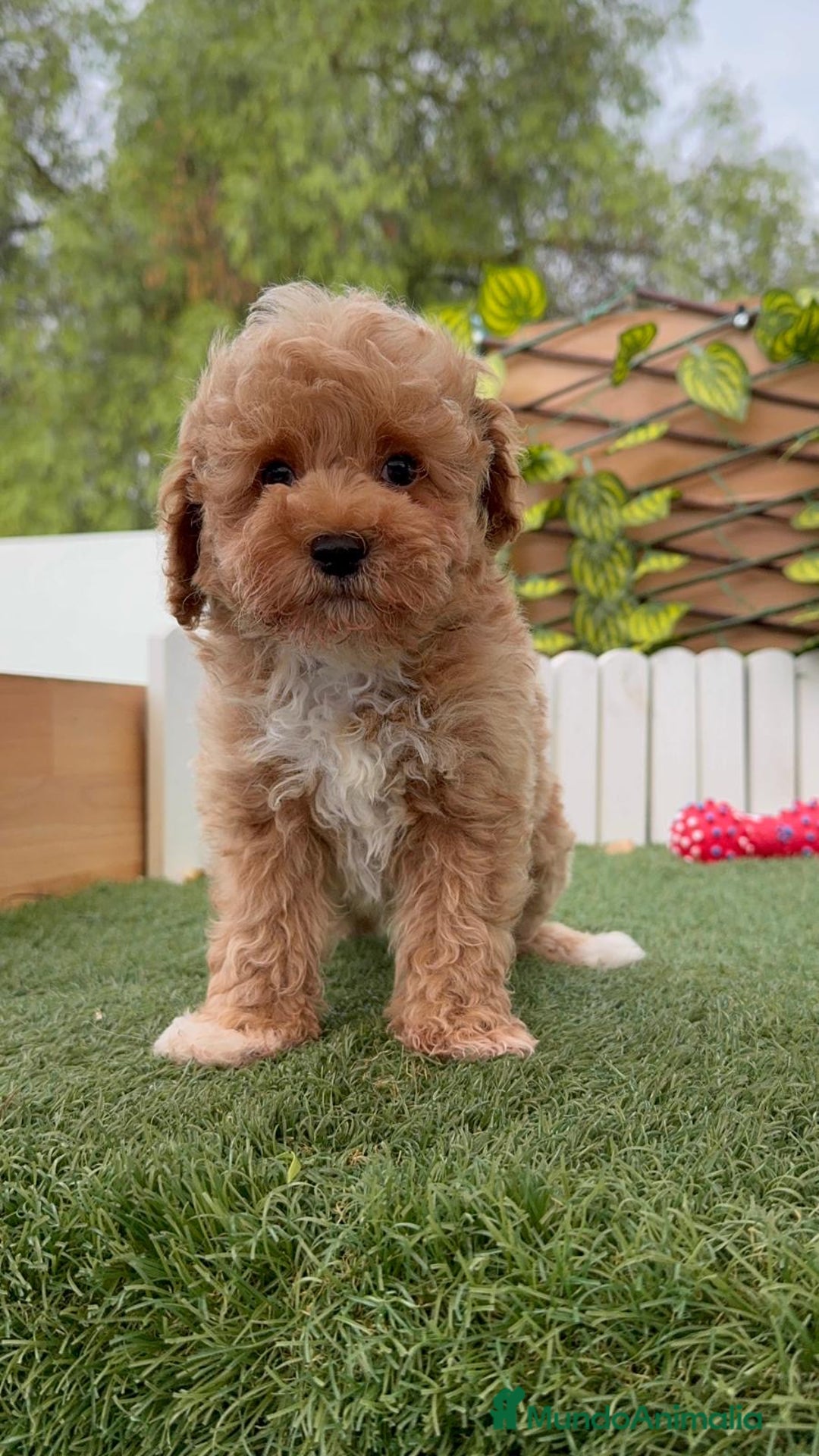 Caniche Toy perros en venta: CANICHE TOY MACHO  - Imagen 11