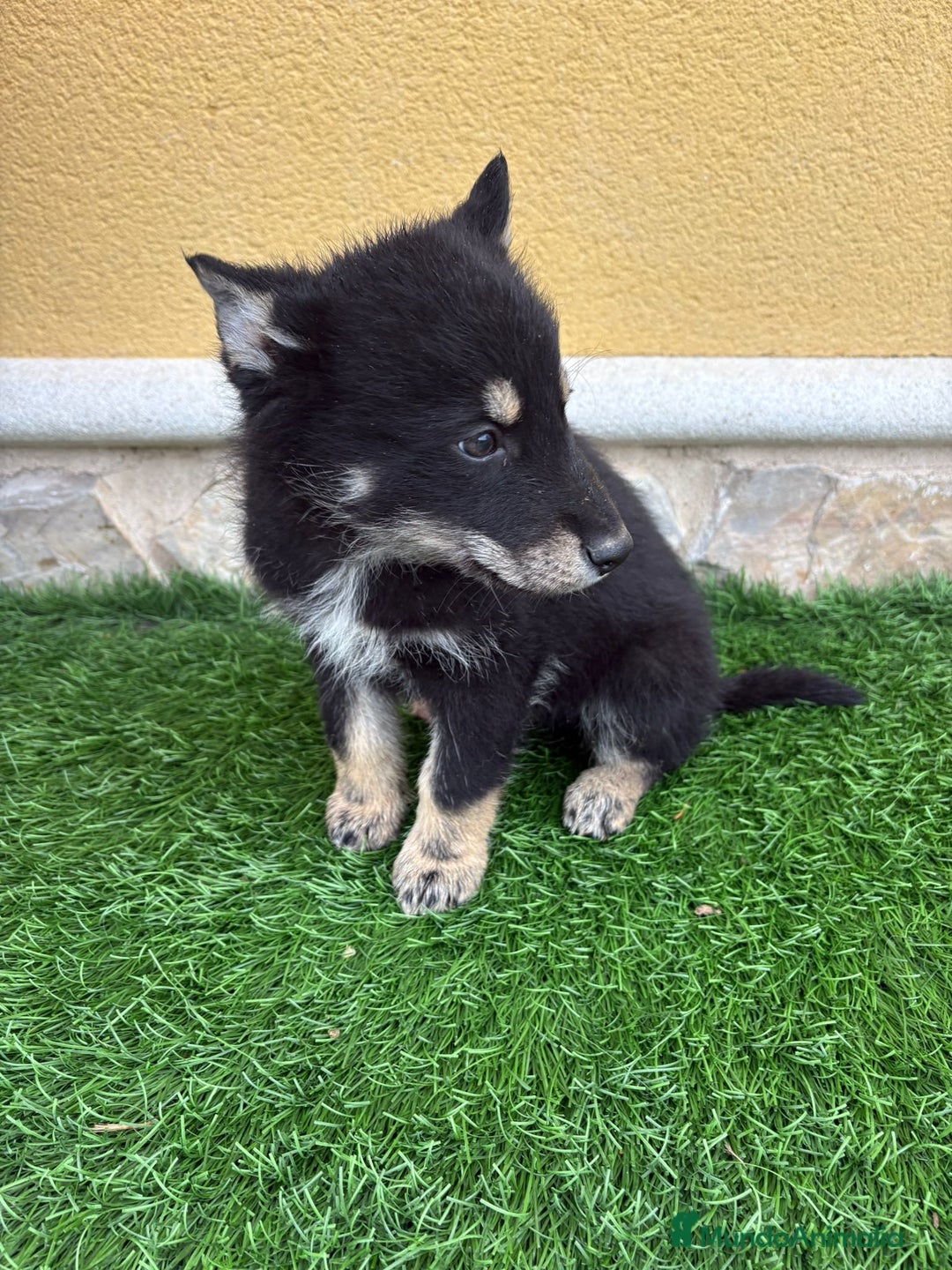 Perro Lobo de Saarloos perros en venta: Camada de Perro lobo Iberico impresionantes  - Anuncio 27