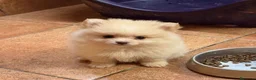 Pomerania perros en venta: Lulù Pomerania  - Anuncio 3