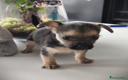 Raza Mixta perros en venta: Cachorro Toy  - Anuncio 2