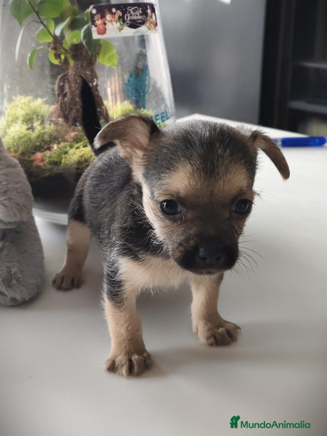 Raza Mixta perros en venta: Cachorro Toy  - Anuncio 2