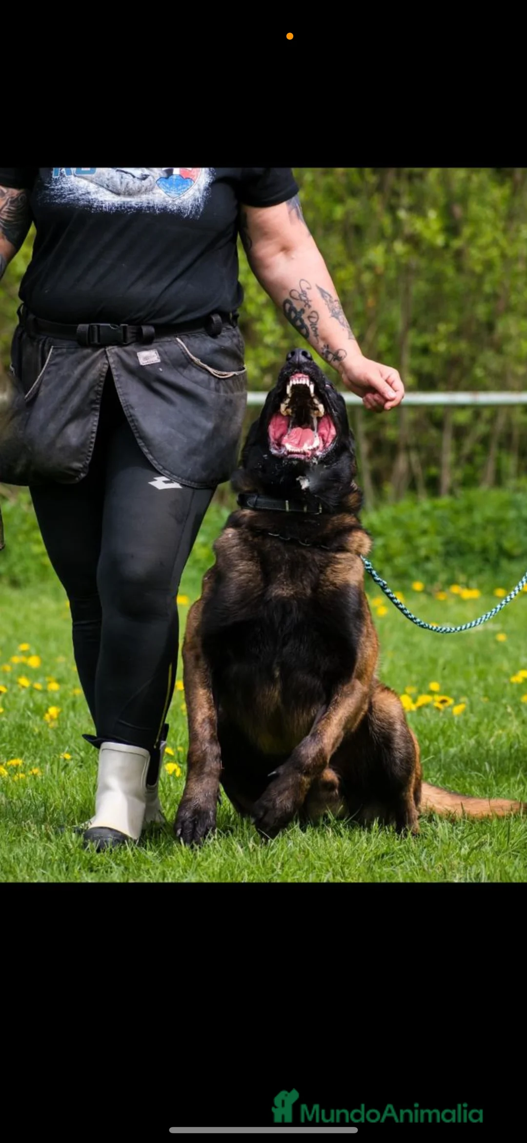 Pastor Belga Malinois perros en venta: Cachorros de Malinois carbonados  - Anuncio 8