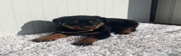 Rottweiler perros en venta:  Rottweiler  en Sevilla - Anuncio 7