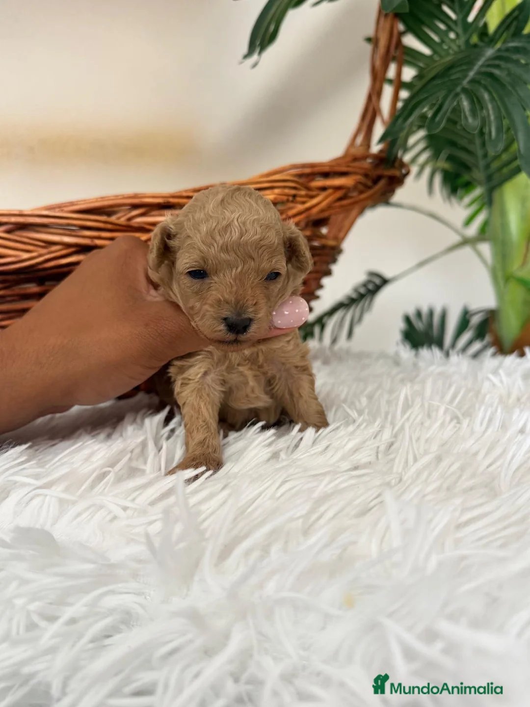 Caniche Toy perros en venta: CANICHE TOY HEMBRA - Anuncio 1
