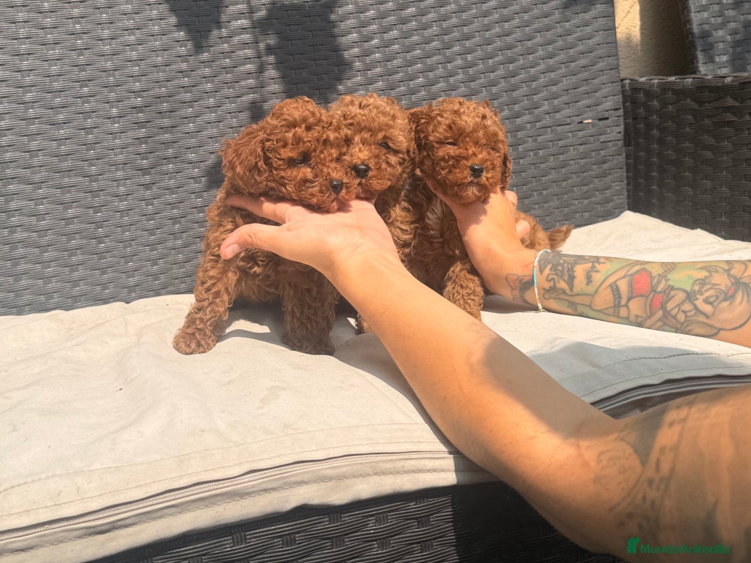 Caniche Toy perros en venta: caniche toy 1300 - Anuncio 3