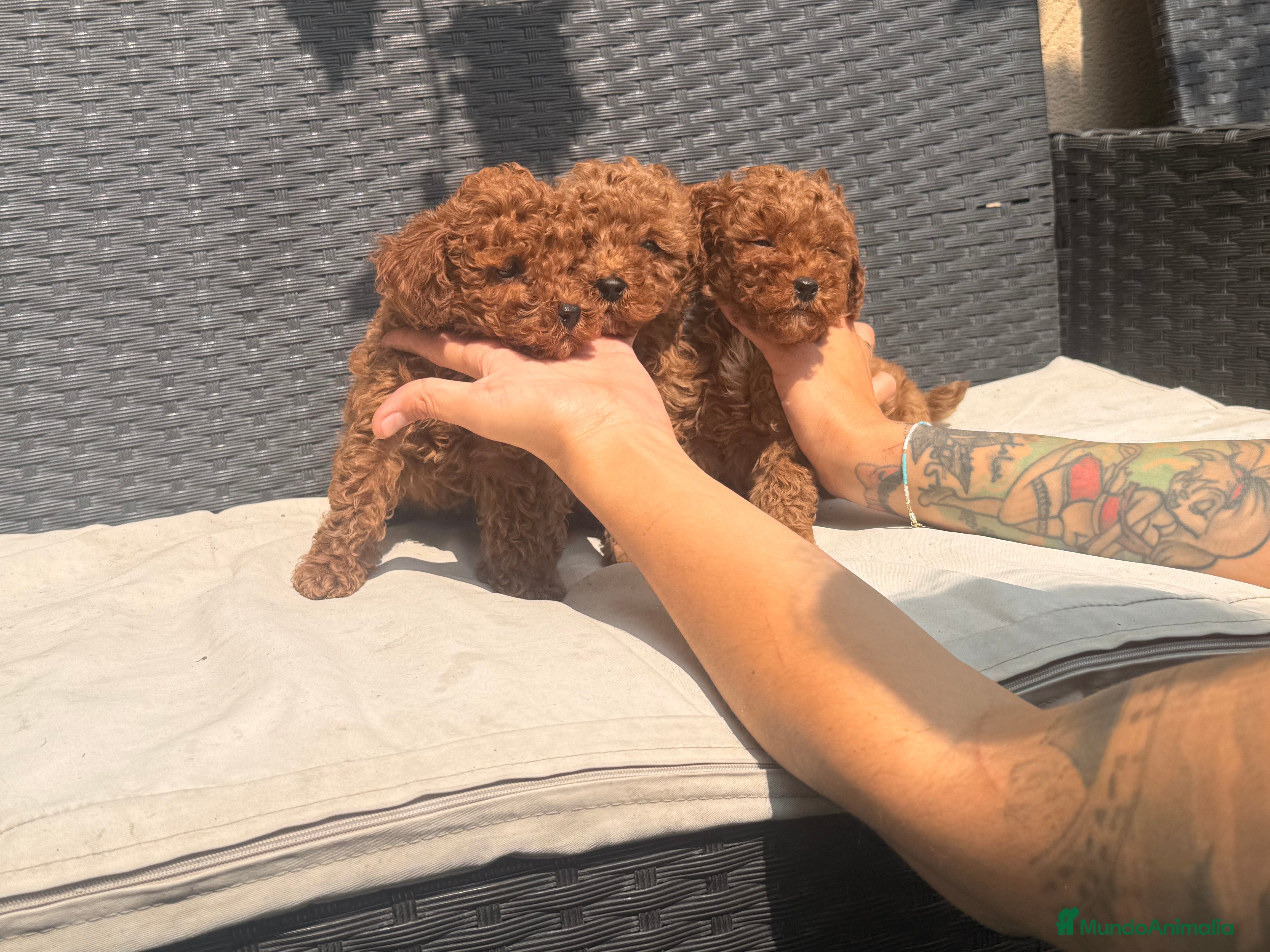 Caniche Toy perros en venta: caniche toy 1300 - Anuncio 3