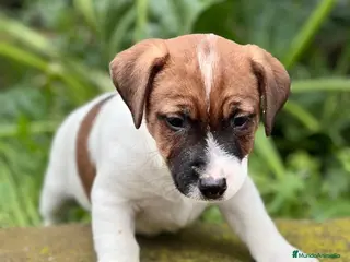 Jack Russell Terrier perros Jack russell en Barcelona - Anuncio 20