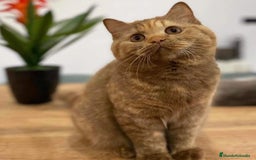 Británico de Pelo Corto gatos en venta: British Shorthair - Anuncio 8