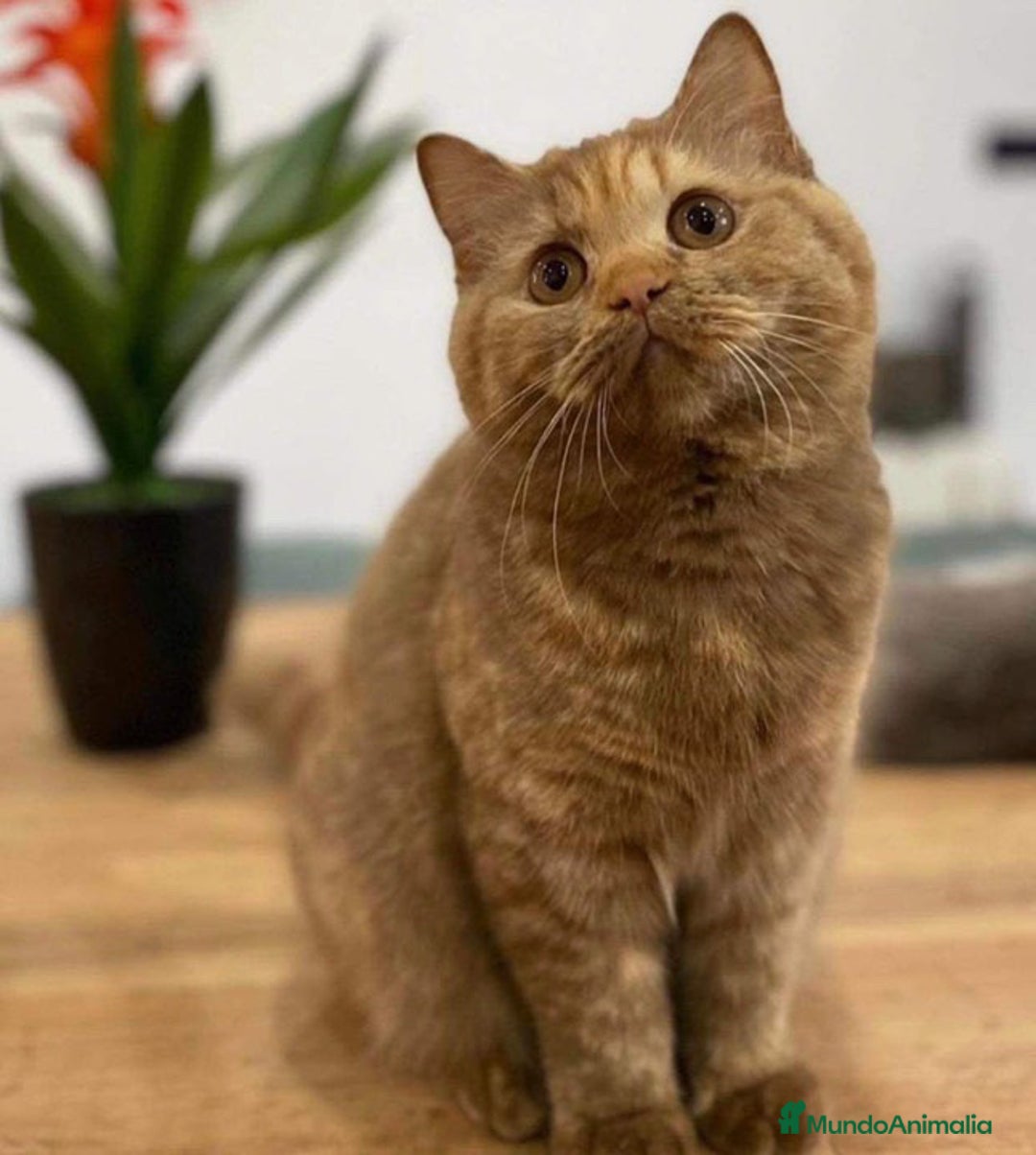 Británico de Pelo Corto gatos en venta: British Shorthair - Anuncio 8