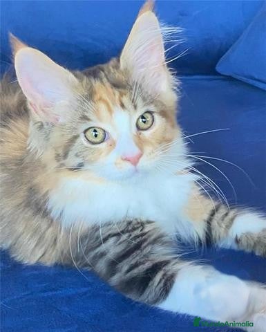 Maine Coon gatos Mainecoon hembra en Madrid - Anuncio 10