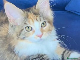 Maine Coon gatos en Madrid - Anuncio 13