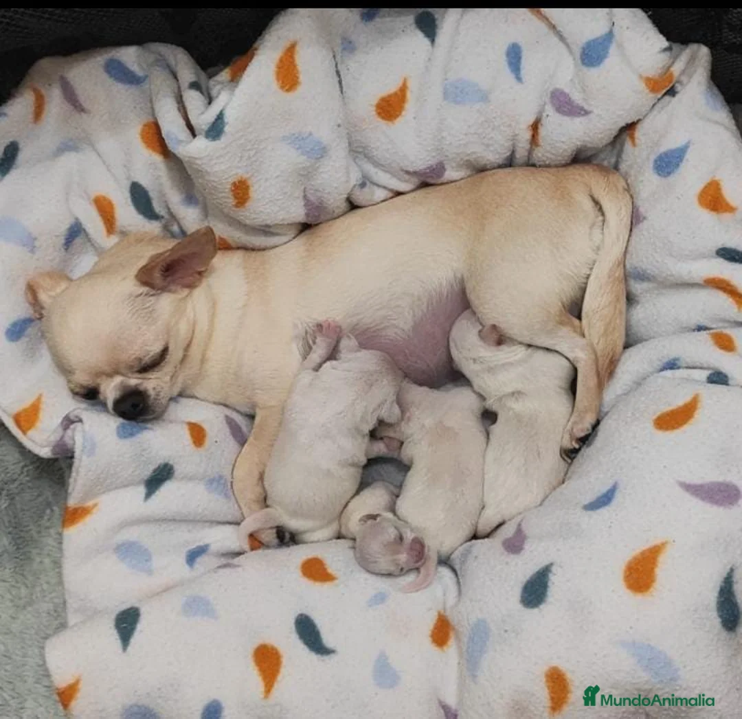 Chihuahua perros en venta: CHIHUAHUAS MINI TOYS  en Madrid - Anuncio 5