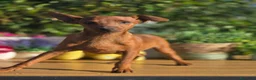 Pinscher Miniatura perros en venta: Mini pincher. Macho. Adopción  - Anuncio 4