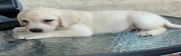 Labrador Retriever perros en venta: camada labrador - Anuncio 2
