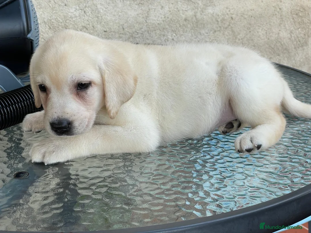 Labrador Retriever perros en venta: camada labrador - Anuncio 2