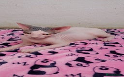 Sphynx gatos en venta: Machito  - Imagen 4
