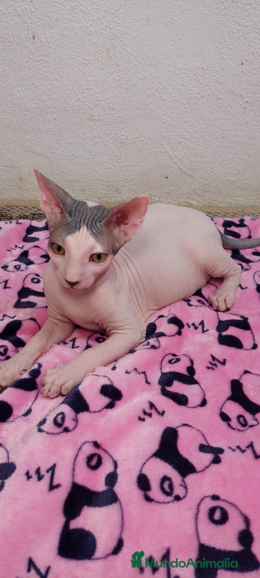 Sphynx gatos en venta: Machito  - Imagen 4
