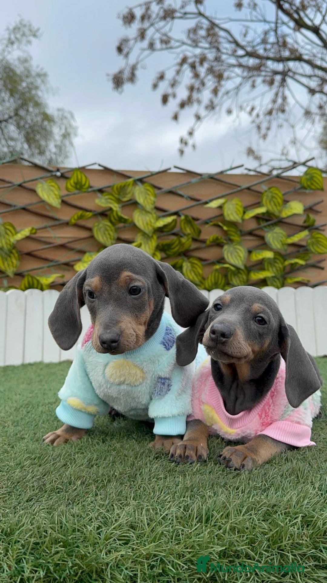 Teckel Miniatura perros en venta: TECKEL MINIATURA BLUE - Anuncio 6