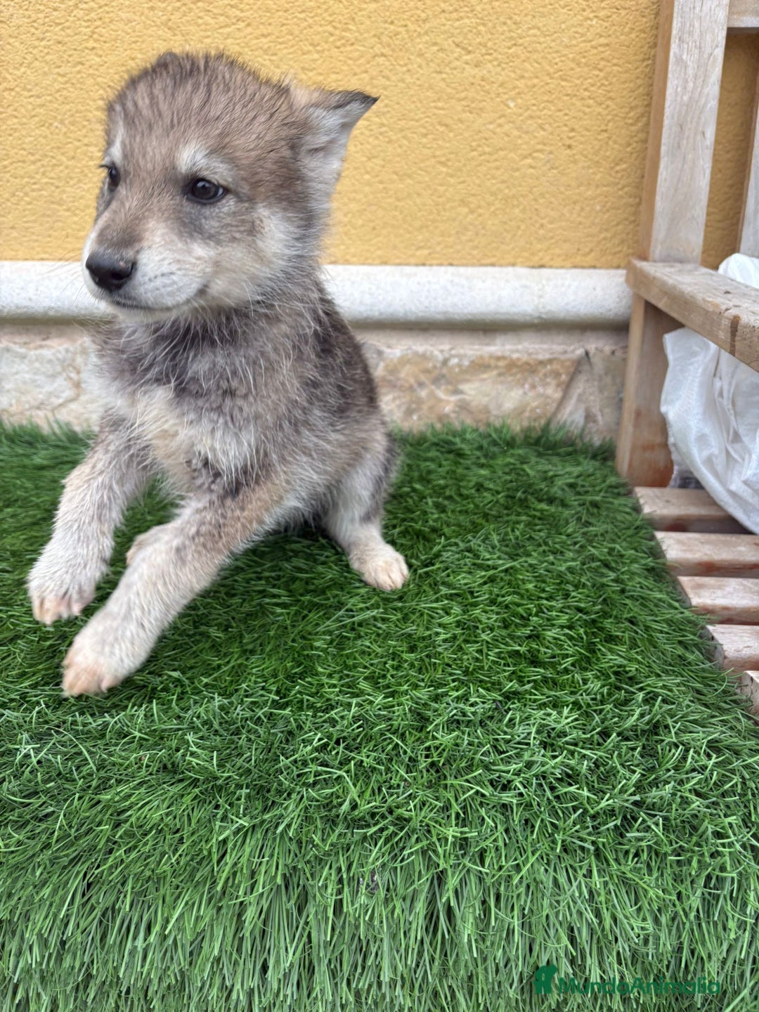 Perro Lobo de Saarloos perros en venta: Perro lobo ibérico macho gris  - Anuncio 7