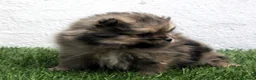 Pomerania perros en venta: Pomerania - Anuncio 14
