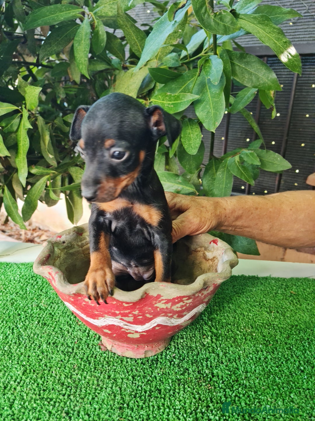 Ratón de Praga perros en venta: Raton de praga - Imagen 7
