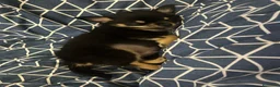 Pomerania perros en venta: Pomerania macho negro fuego - Anuncio 1