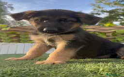 Pastor Alemán perros en venta: PASTOR ALEMAN HEMBRA - Imagen 18