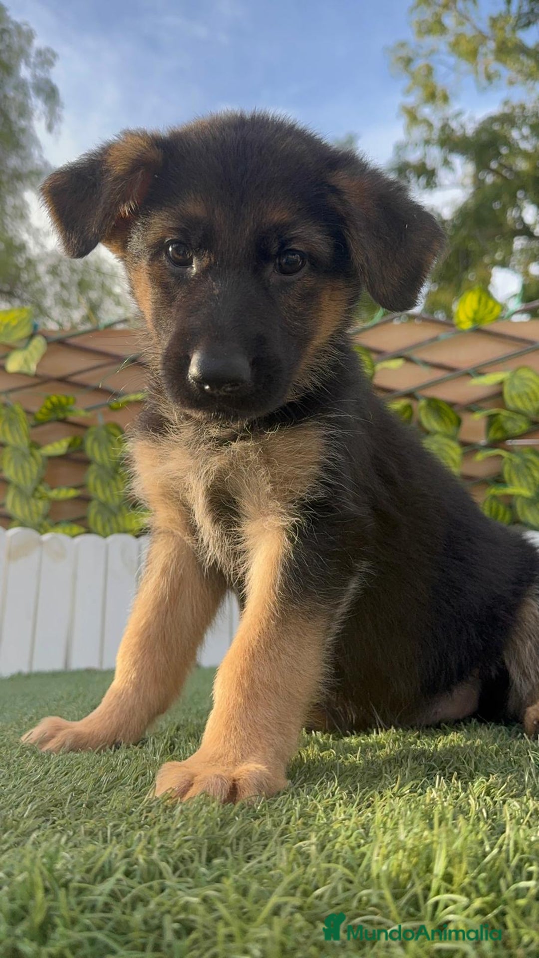 Pastor Alemán perros en venta: PASTOR ALEMAN HEMBRA - Imagen 18