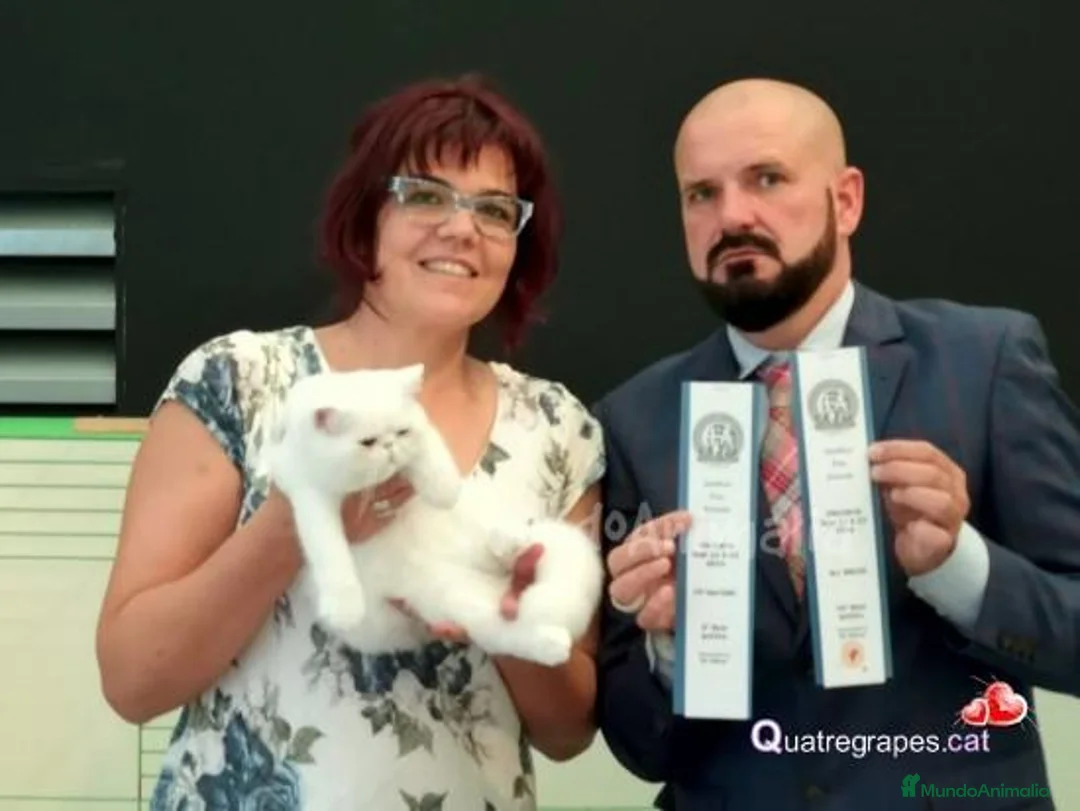 Imagen de galería {{count}}