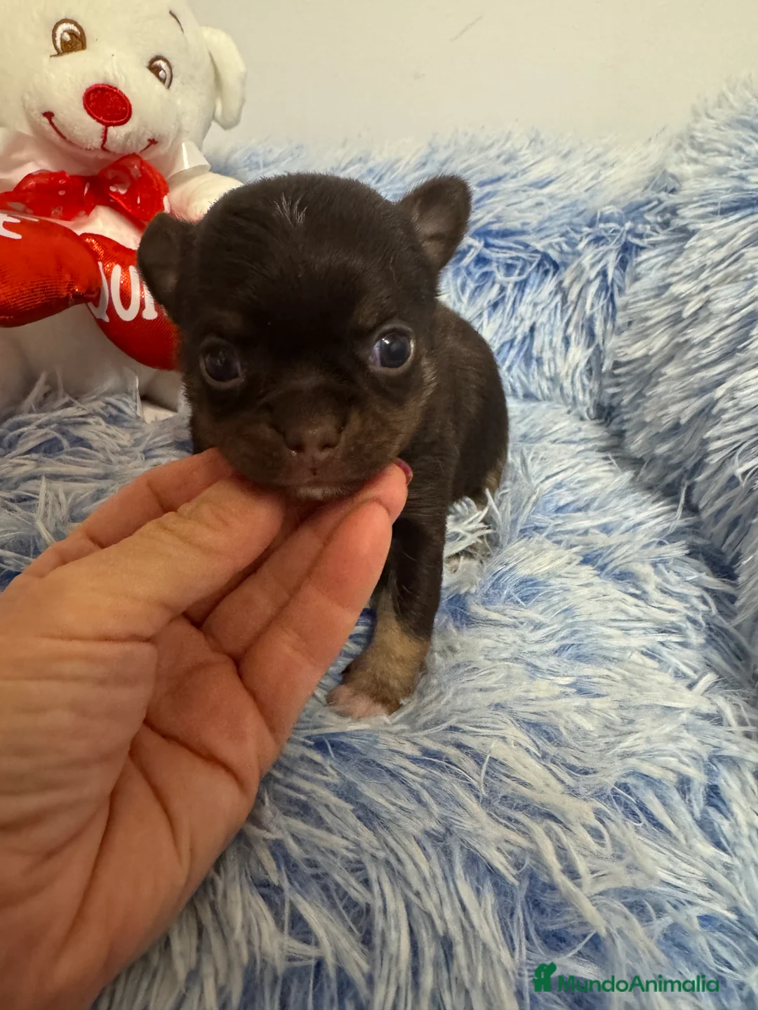 Chihuahua perros en venta: Chihuahua cabeza de manzana  - Anuncio 1