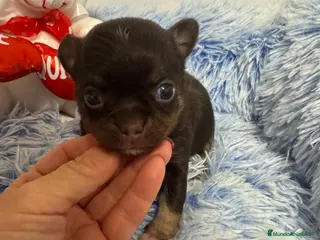 Chihuahua perros Chihuahua cabeza de manzana - Anuncio 2