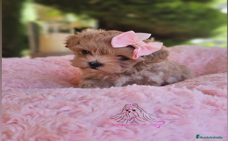 Maltipoo perros - Anuncio 5