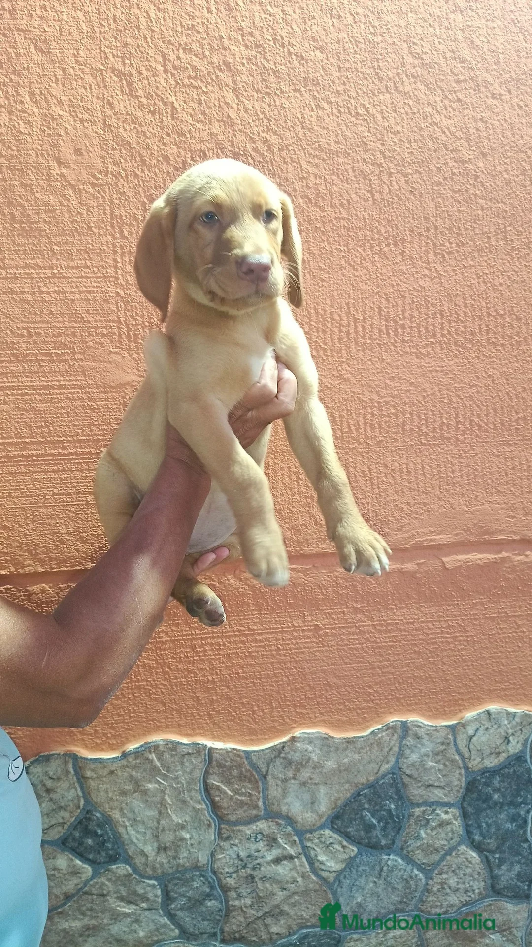 Labrador Retriever perros en venta: Última hembra labrador retriever dorado  - Anuncio 2
