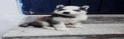 Husky Siberiano perros en venta: HUSKY PUPPY  - Anuncio 2