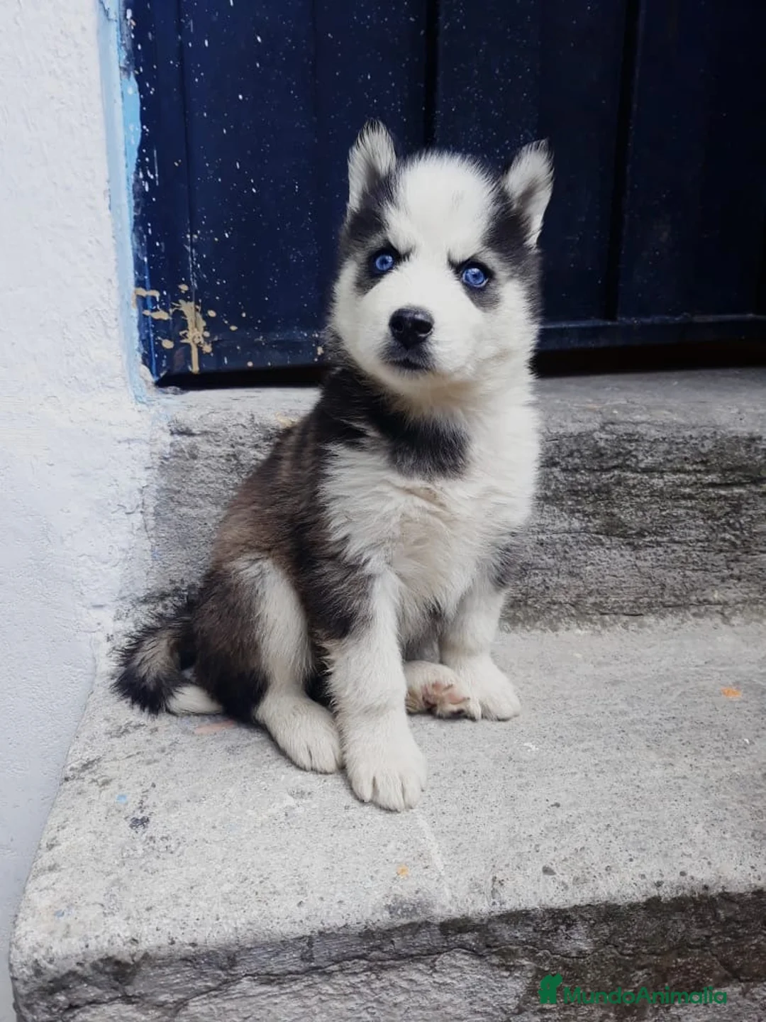 Husky Siberiano perros en venta: HUSKY PUPPY  - Anuncio 2