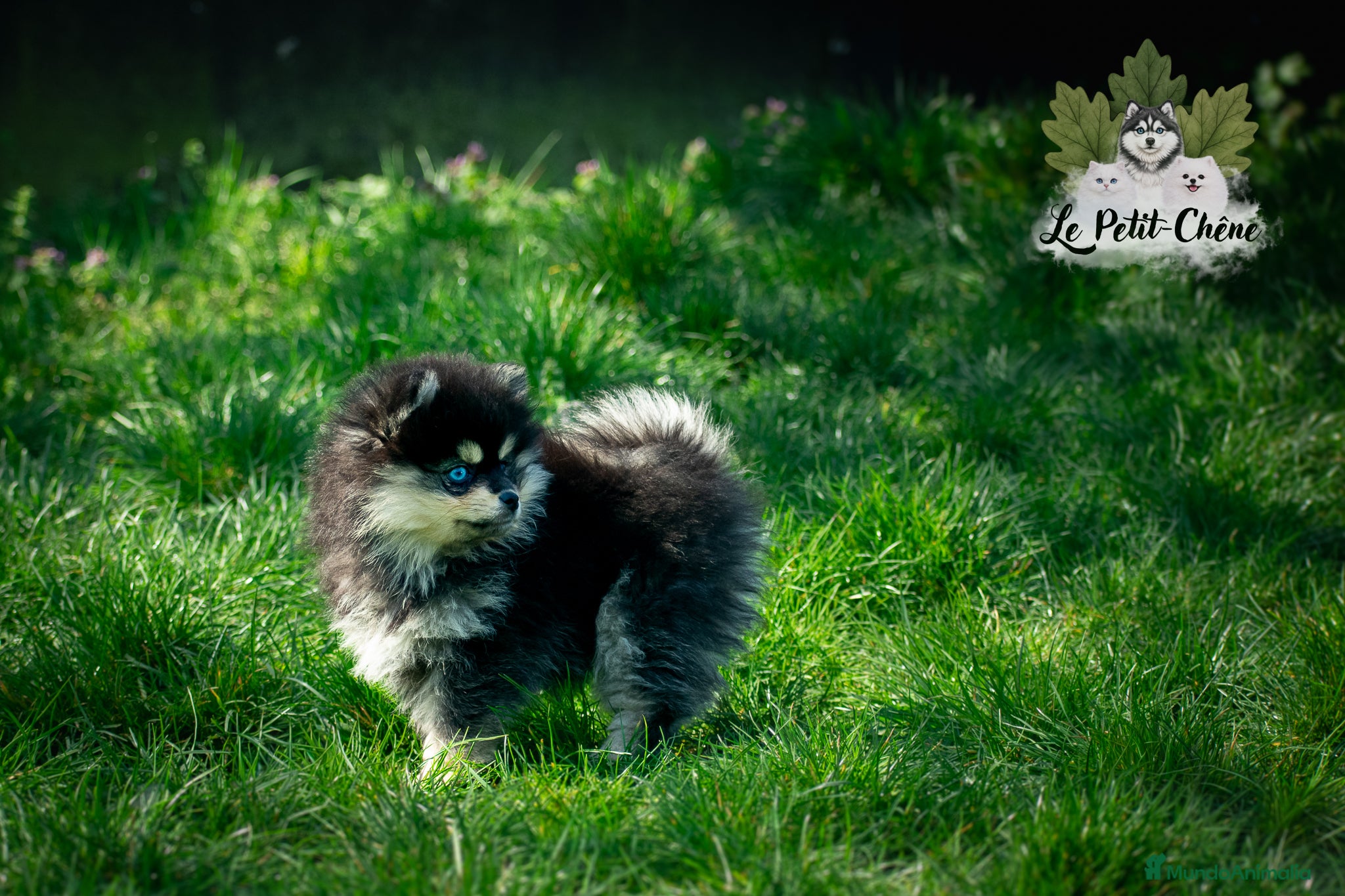 Pomsky perros Pomsky TOY f3b negro y fuego con ojos azules  - Anuncio 1