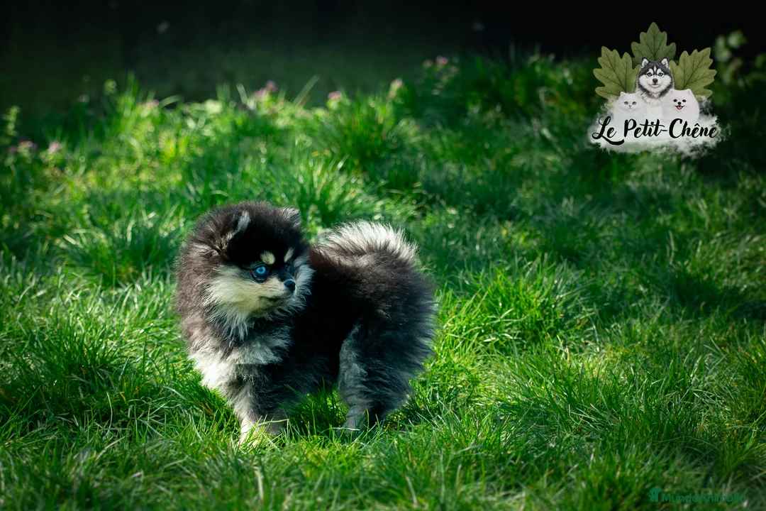 Pomsky perros en venta: Pomsky TOY f3b negro y fuego con ojos azules  - Anuncio 1