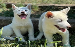 Husky Siberiano perros en venta: IMPRESIONANTES HUSKY BLANCO OJOS AZULES - Imagen 2