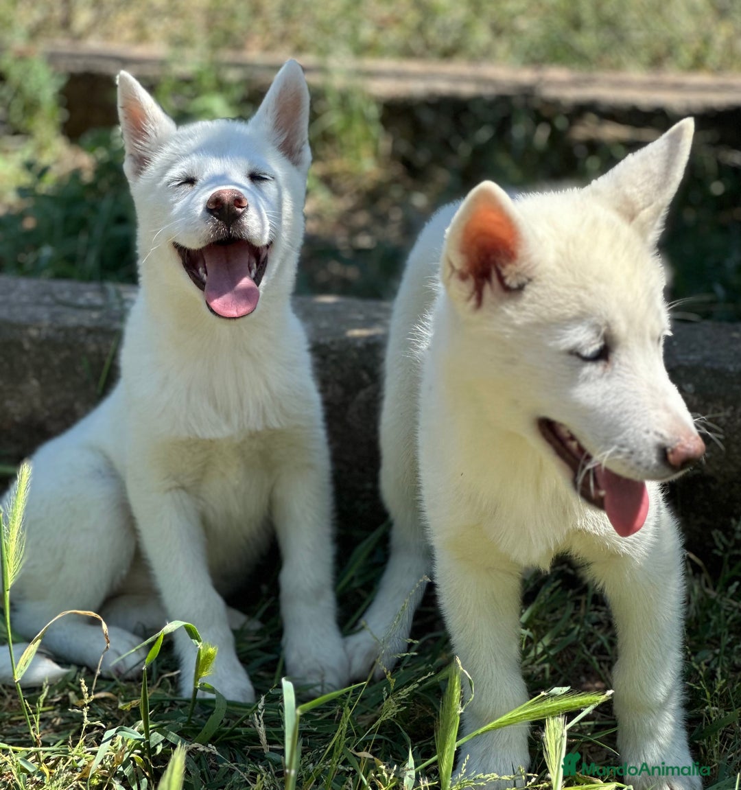 Husky Siberiano perros en venta: IMPRESIONANTES HUSKY BLANCO OJOS AZULES - Imagen 2