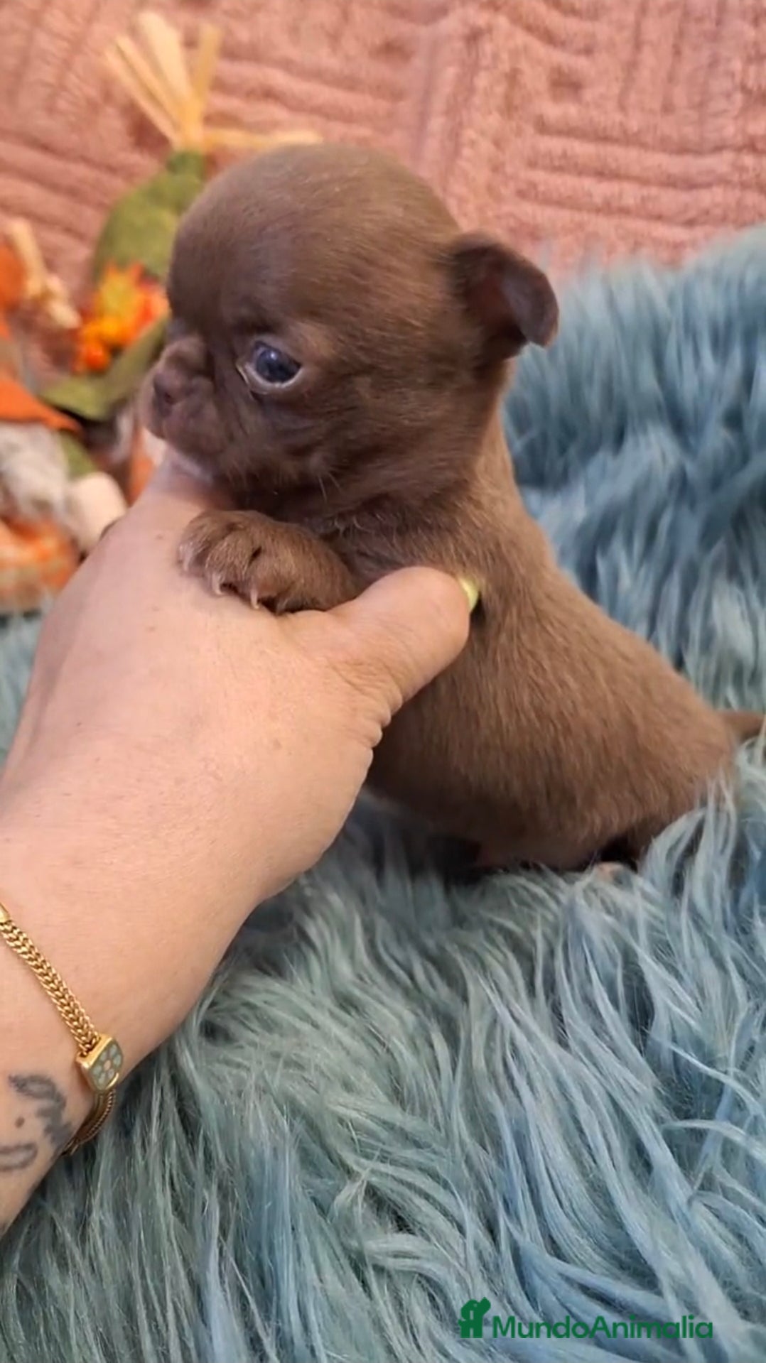 Chihuahua perros Chihuahua mini chocolate - Anuncio 3